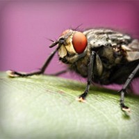 /album/gravquedigusi/photolia-a08-jpg/